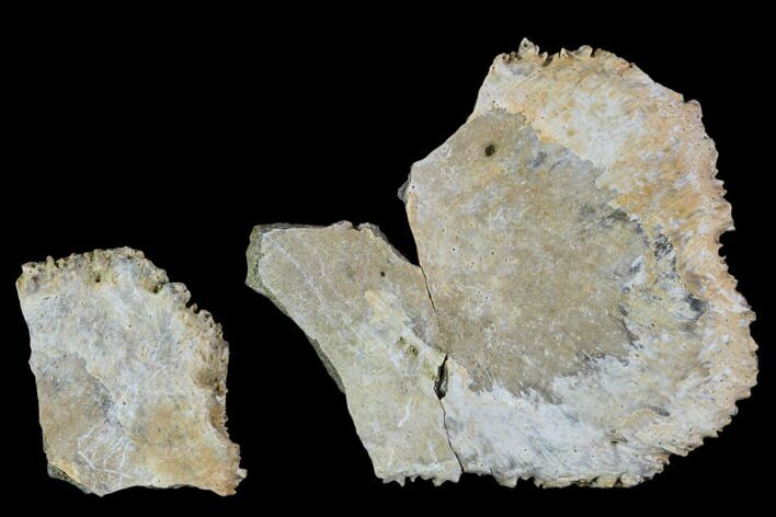 Two Unidentified Dinosaur Skull Fragments - Aguja Formation #105091